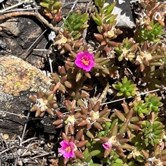 Portulaca pilosa at Rocky Creek, NSW - 20 Dec 2024 11:07 AM