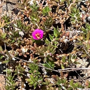 Portulaca pilosa at Rocky Creek, NSW - 20 Dec 2024 11:07 AM