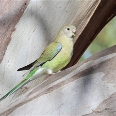 Psephotus haematonotus (Red-rumped Parrot) at Tallangatta, VIC - 19 Dec 2024 by KylieWaldon