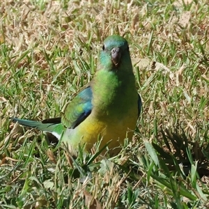 Psephotus haematonotus at Tallangatta, VIC - 19 Dec 2024 08:20 AM