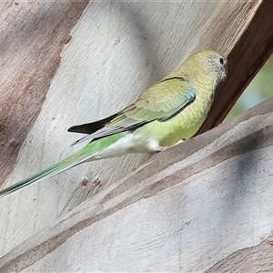 Psephotus haematonotus at Tallangatta, VIC - 19 Dec 2024 08:20 AM