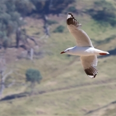 Chroicocephalus novaehollandiae (Silver Gull) at Tallangatta, VIC - 19 Dec 2024 by KylieWaldon