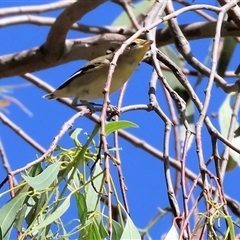 Pardalotus striatus (Striated Pardalote) at Tallangatta, VIC - 19 Dec 2024 by KylieWaldon