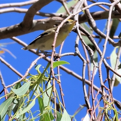 Pardalotus striatus (Striated Pardalote) at Tallangatta, VIC - 18 Dec 2024 by KylieWaldon