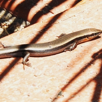 Acritoscincus platynotus (Red-throated Skink) at Kambah, ACT - 20 Dec 2024 by JohnBundock