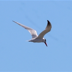 Hydroprogne caspia (Caspian Tern) at Tallangatta, VIC - 18 Dec 2024 by KylieWaldon