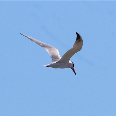 Hydroprogne caspia (Caspian Tern) at Tallangatta, VIC - 19 Dec 2024 by KylieWaldon