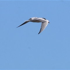Hydroprogne caspia at Tallangatta, VIC - 19 Dec 2024 08:18 AM