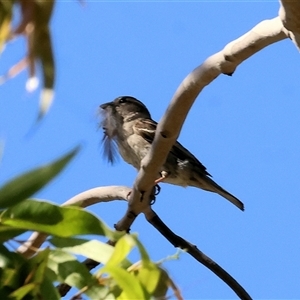 Passer domesticus at Tallangatta, VIC - 19 Dec 2024 08:19 AM