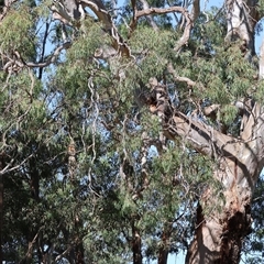 Eucalyptus camaldulensis subsp. camaldulensis (River Red Gum) at Tallangatta, VIC - 19 Dec 2024 by KylieWaldon