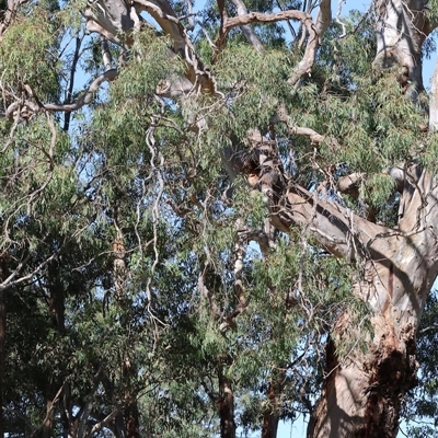 Eucalyptus camaldulensis subsp. camaldulensis at Tallangatta, VIC - 18 Dec 2024 by KylieWaldon