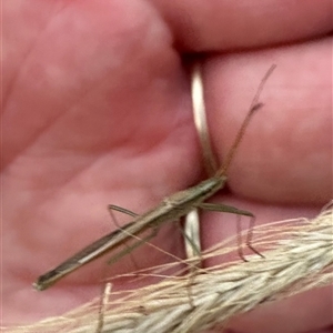 Mutusca brevicornis at Kangaroo Valley, NSW - suppressed