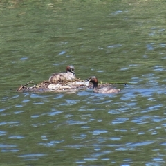 Tachybaptus novaehollandiae (Australasian Grebe) at Isabella Plains, ACT - 20 Dec 2024 by RodDeb