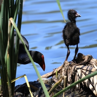 Porphyrio melanotus (Australasian Swamphen) at Isabella Plains, ACT - 20 Dec 2024 by RodDeb