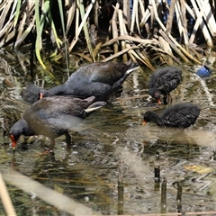 Gallinula tenebrosa (Dusky Moorhen) at Isabella Plains, ACT - 20 Dec 2024 by RodDeb