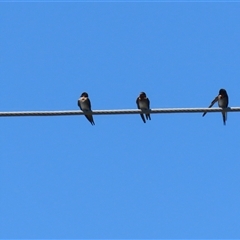 Hirundo neoxena (Welcome Swallow) at Isabella Plains, ACT - 20 Dec 2024 by RodDeb