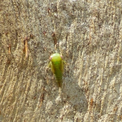 Cicadellidae (family) at Mount Stuart, TAS - 20 Dec 2024 by VanessaC