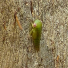 Cicadellidae (family) at Mount Stuart, TAS - 20 Dec 2024 02:33 PM
