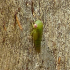 Cicadellidae (family) at Mount Stuart, TAS - 20 Dec 2024 02:33 PM