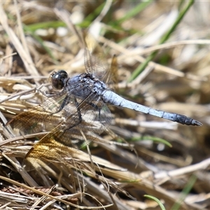 Orthetrum caledonicum at Isabella Plains, ACT - 20 Dec 2024