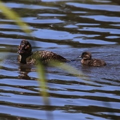 Oxyura australis (Blue-billed Duck) at Isabella Plains, ACT - 20 Dec 2024 by RodDeb