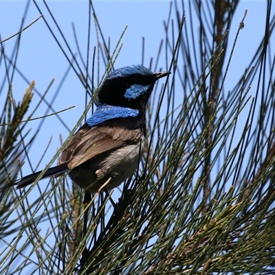 Malurus cyaneus (Superb Fairywren) at Isabella Plains, ACT - 20 Dec 2024 by RodDeb