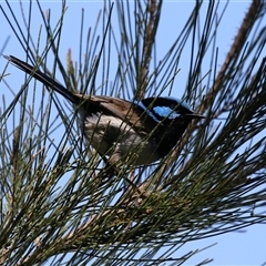 Malurus cyaneus at Isabella Plains, ACT - 20 Dec 2024