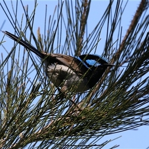 Malurus cyaneus at Isabella Plains, ACT - 20 Dec 2024 11:38 AM