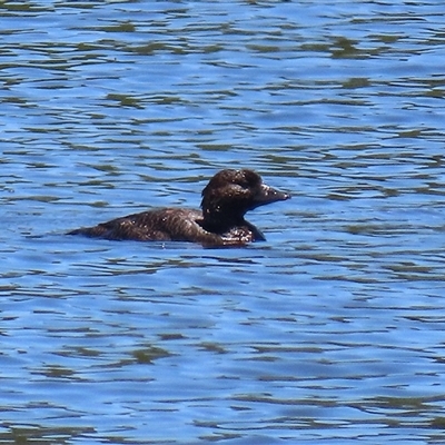 Biziura lobata (Musk Duck) at Isabella Plains, ACT - 20 Dec 2024 by RodDeb