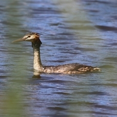 Podiceps cristatus (Great Crested Grebe) at Isabella Plains, ACT - 20 Dec 2024 by RodDeb