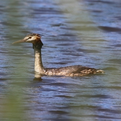 Podiceps cristatus (Great Crested Grebe) at Isabella Plains, ACT - 20 Dec 2024 by RodDeb