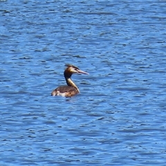 Podiceps cristatus at Isabella Plains, ACT - 20 Dec 2024 11:50 AM