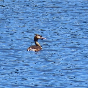 Podiceps cristatus at Isabella Plains, ACT - 20 Dec 2024 11:50 AM