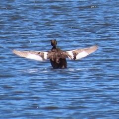 Podiceps cristatus at Isabella Plains, ACT - 20 Dec 2024 11:50 AM