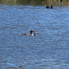 Podiceps cristatus at Isabella Plains, ACT - 20 Dec 2024 11:50 AM