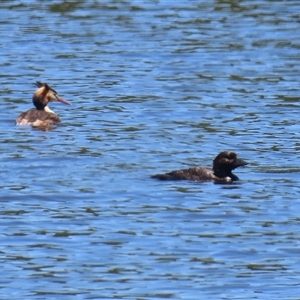 Podiceps cristatus at Isabella Plains, ACT - 20 Dec 2024 11:50 AM