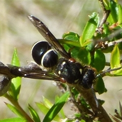 Paralastor sp. (genus) at West Hobart, TAS - 18 Dec 2024 by VanessaC