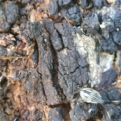 Unidentified Beetle (Coleoptera) at Mororo, NSW - 19 Dec 2024 by Topwood