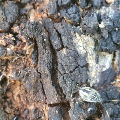 Unidentified Beetle (Coleoptera) at Mororo, NSW - 19 Dec 2024 by Topwood