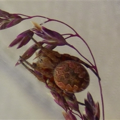 Araneus hamiltoni at West Hobart, TAS - 18 Dec 2024 by VanessaC