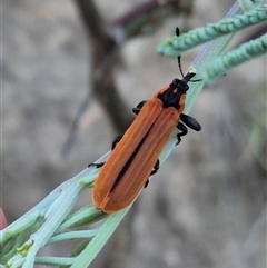 Rhinotia haemoptera (Lycid-mimic belid weevil, Slender Red Weevil) at Bungendore, NSW - 20 Dec 2024 by clarehoneydove