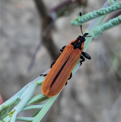 Rhinotia haemoptera (Lycid-mimic belid weevil, Slender Red Weevil) at Bungendore, NSW - 20 Dec 2024 by clarehoneydove