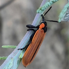 Rhinotia haemoptera at Bungendore, NSW - suppressed