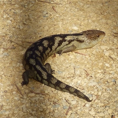 Tiliqua nigrolutea at West Hobart, TAS - 9 Nov 2023 by VanessaC