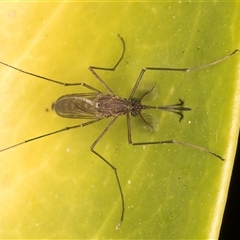 Unidentified Crane fly, midge, mosquito or gnat (several families) at Melba, ACT - 18 Dec 2024 by kasiaaus