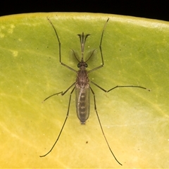 Aedes sp. (genus) at Melba, ACT - 18 Dec 2024