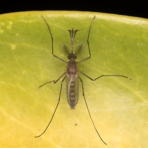 Aedes sp. (genus) at Melba, ACT - 18 Dec 2024