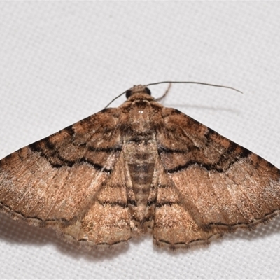 Unidentified Geometer moth (Geometridae) at Jerrabomberra, NSW - 19 Dec 2024 by DianneClarke