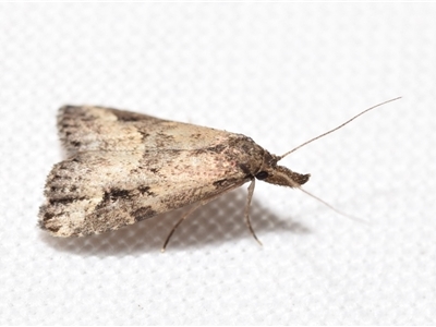 Luceria oculalis (An Erebid moth (Hypenodinae) at Jerrabomberra, NSW - 19 Dec 2024 by DianneClarke