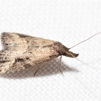 Luceria oculalis (An Erebid moth (Hypenodinae) at Jerrabomberra, NSW by DianneClarke